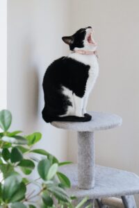 Black and White Cat on a Cat Tree - Photo by Anete Lusina from Pexels