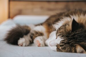 Kitty sleeping on a bed - Photo by Anete Lusina from Pexels