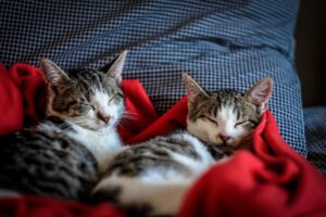 2 Kittens taking a nap