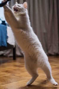 a white cat scratching furniture