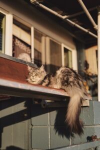 Pic of Maine Coon