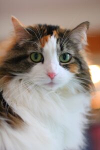 Pic of Norwegian Forest Cat