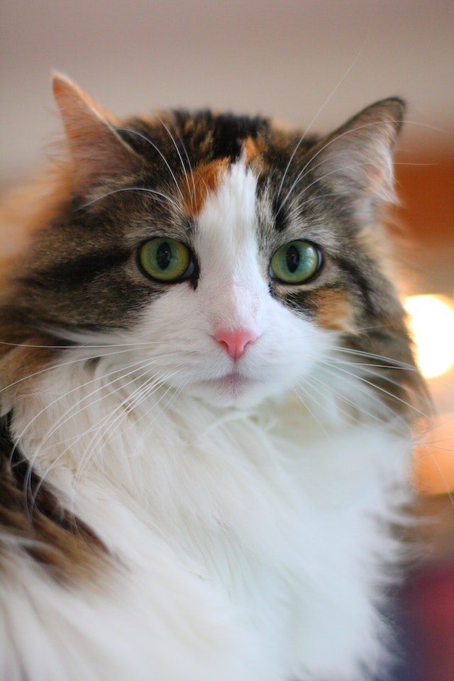 Training Your Cat: Tricks, Tips & Techniques - Keep Kitty