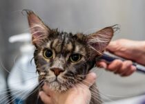 Grooming cats ear