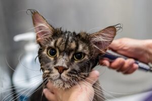 Grooming cats ear