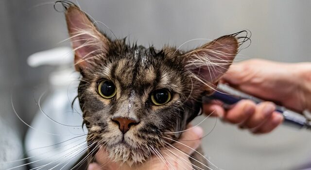 Grooming cats ear