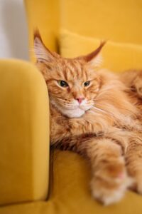Orange Maine Coon Cat laying on a yellow chair