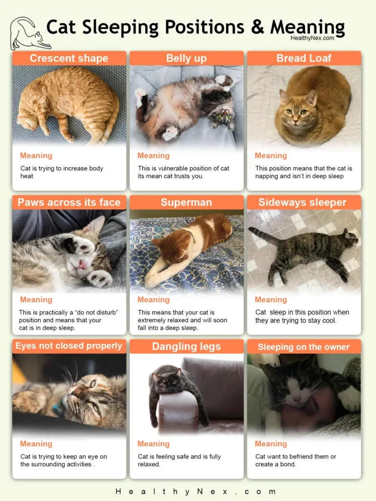 Cat Sleeping position chart