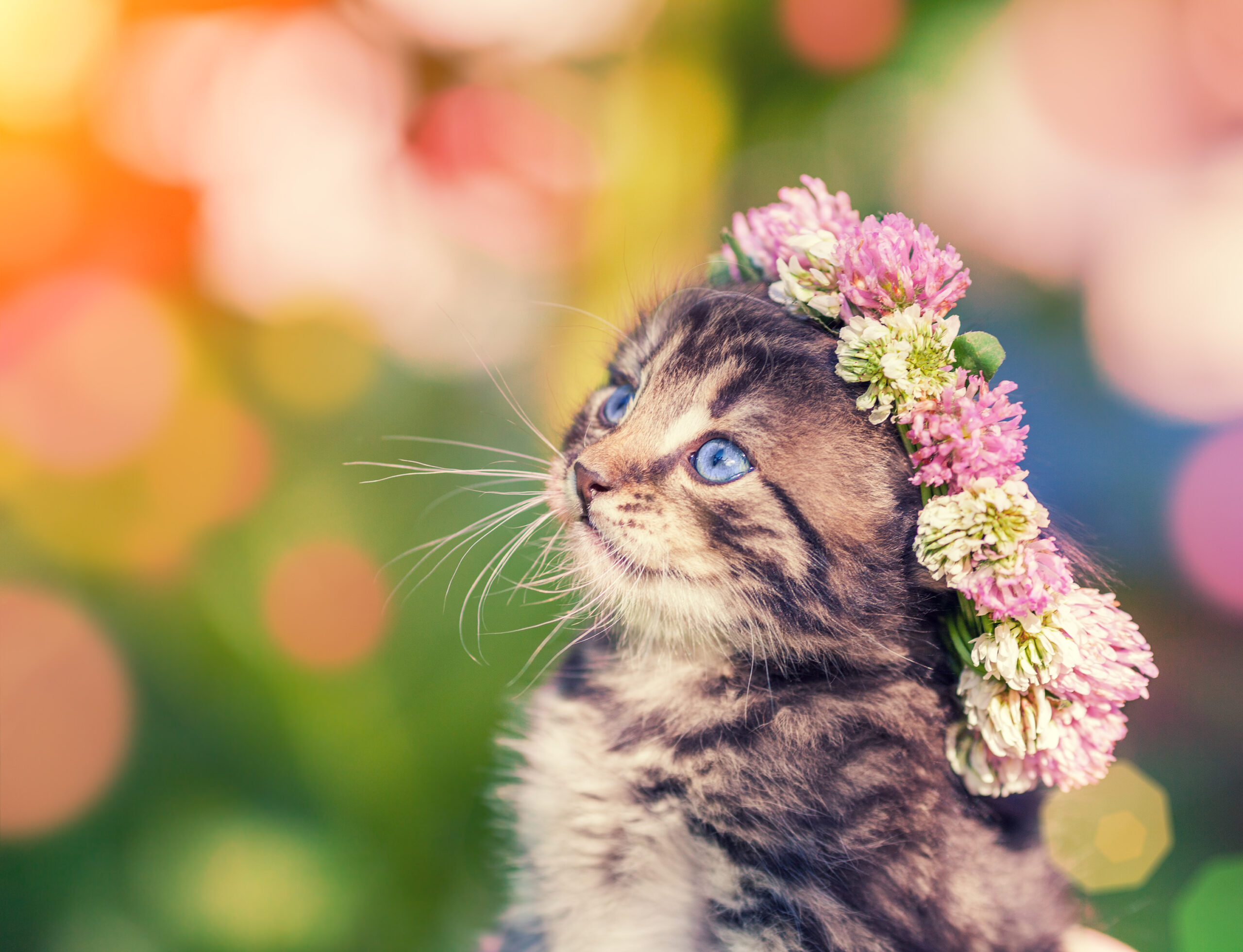 Cute blue eyed kitty with flower crown