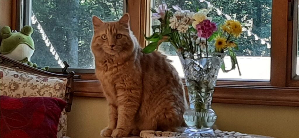Orange part maine-coon cat sitting next to flowers in front of the window