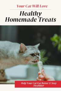 A White cat having a treat - Your Cat Will Love - Healthy Homemade Treats
