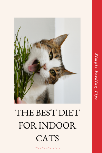 Cat eating grass. The best diet for indoor cats.