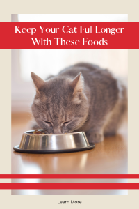 Cat Eating our of a steel cat bowl. Keep Your Cat Full Longer with These Foods