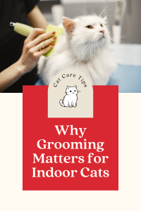 A white long-haired cat getting groomed.