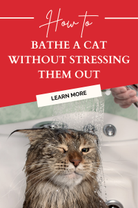 Cat having water pour on there head. How to Bathe A Cat Without Stressing Them Out